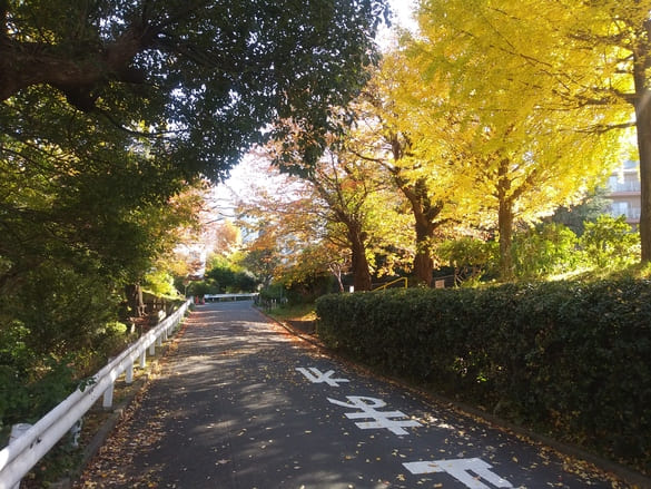 川崎市宮前区その他の紅葉 向ヶ丘公園の外側から見るイチョウ