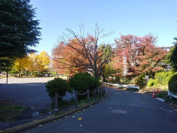 川崎市宮前区その他の紅葉 向ヶ丘公園の外側から見る桜とイチョウ