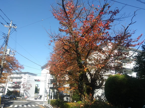 川崎市宮前区その他の紅葉 猫の木の紅葉の後ろに旧式の信号機が見える