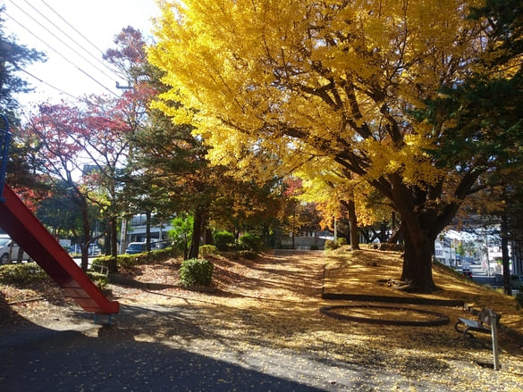 川崎市宮前区その他の紅葉 東名土橋公園 入口から見たイチョウの大木と滑り台