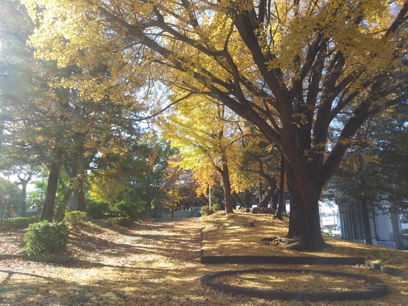 川崎市宮前区その他の紅葉 東名土橋公園 入口から見たイチョウの大木日が差しややけぶる公園は秋らしさ満点