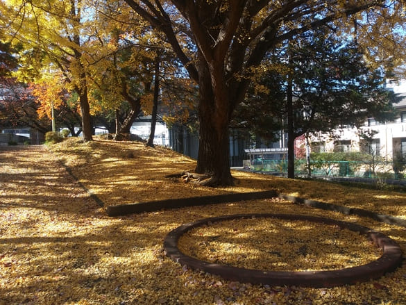 川崎市宮前区その他の紅葉 東名土橋公園 入口から見たイチョウの大木 手前右に見える円は砂場だがイチョウの葉で覆いつくされている