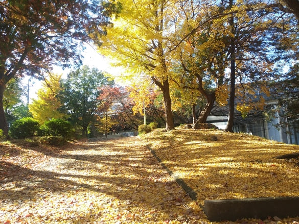 川崎市宮前区その他の紅葉 東名土橋公園 上の広場に繋がる上り坂も黄色い絨毯