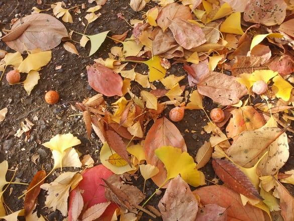 川崎市宮前区その他の紅葉 東名土橋公園の道に落ちているイチョウと桜の葉と銀杏