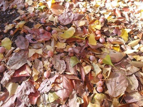 川崎市宮前区その他の紅葉 東名土橋公園の道に落ちているイチョウと桜の葉と沢山の銀杏