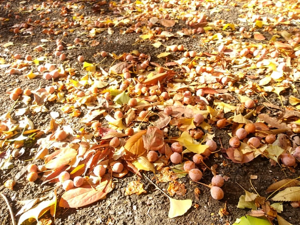 川崎市宮前区その他の紅葉 東名土橋公園の道に落ちているイチョウと桜の葉とおびただしい数の銀杏