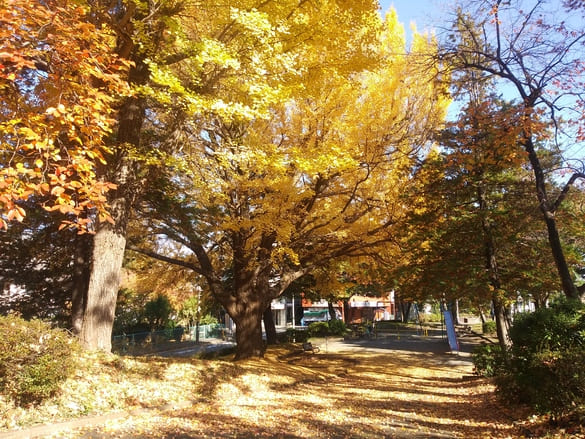 川崎市宮前区その他の紅葉 東名土橋公園坂の上の広場から見下ろすイチョウの木と銀杏で覆いつくされた坂道