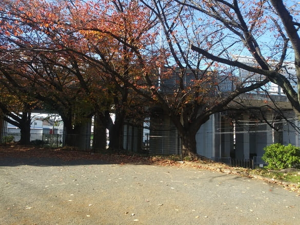 川崎市宮前区その他の紅葉 東名土橋公園坂の上の広場の桜その向こうにある橋のようなものは東名高速道路