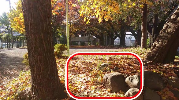 川崎市宮前区その他の紅葉 東名土橋公園の銀杏が落ちる音動画はここに注目してみて欲しいという囲み案内