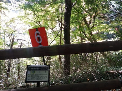 生田緑地枡形山への登山道途中のグリーンアドベンチャー6番とその木