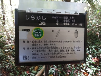 生田緑地枡形山への登山道途中のグリーンアドベンチャー6番の答えを開くとシラカシと書いてある