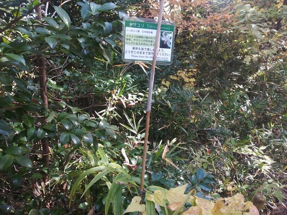 生田緑地 210段の階段の途中にあるやまゆりと「日本固有種で神奈川県の花」等の説明が書いている板