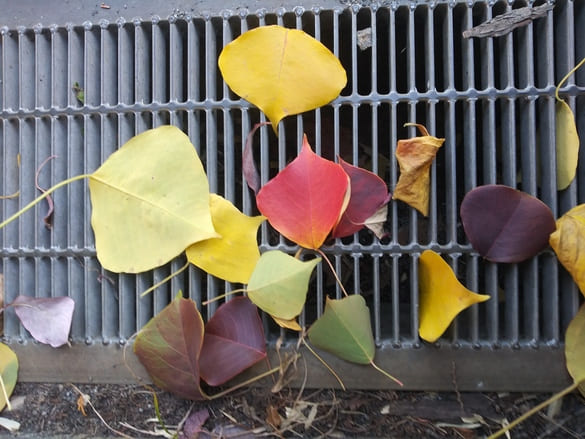 川崎市宮前区その他の紅葉 東名土橋公園 側溝に落ちていた葉の色の種類 クロロフィルの多い緑葉とクロロフィルが減ってカロテノイドが見えてきた黄色い紅葉、成分が変化してアントシアニンが合成された赤い葉とクロロフィルの減少で色が表に出てきた生成蓄積されてきたタンニンによる褐色の葉