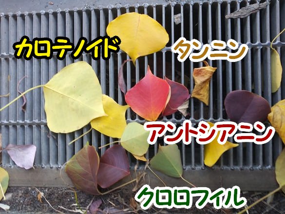 川崎市宮前区その他の紅葉 東名土橋公園 側溝に落ちていた葉の色の色素名の入れた写真 緑がクロロフィル、黄色がカロテノイド、赤がアントシアニン、茶色がタンニン