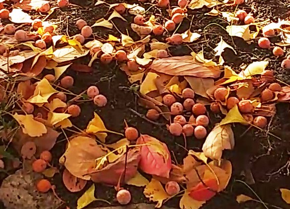 川崎市宮前区その他の紅葉 東名土橋公園のイチョウの根元 イチョウの落葉より多いのではないかと思われる沢山のぎんなん