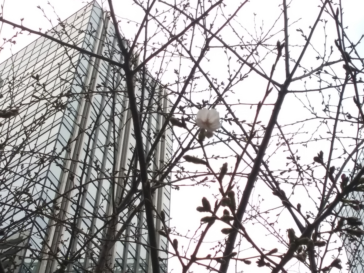 一輪だけ咲いていた2026/3/18新宿某所の桜