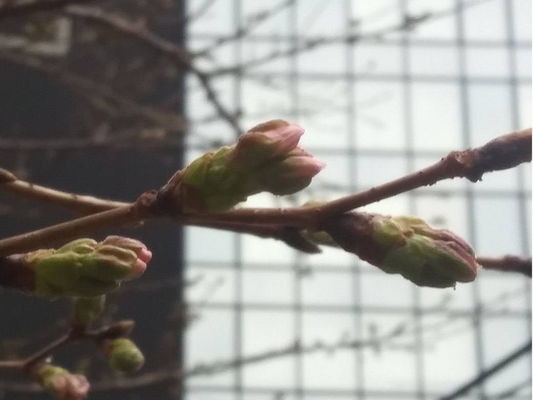 一輪だけ咲いていた2026/3/18新宿某所の桜鷹はほころんでいる蕾状態