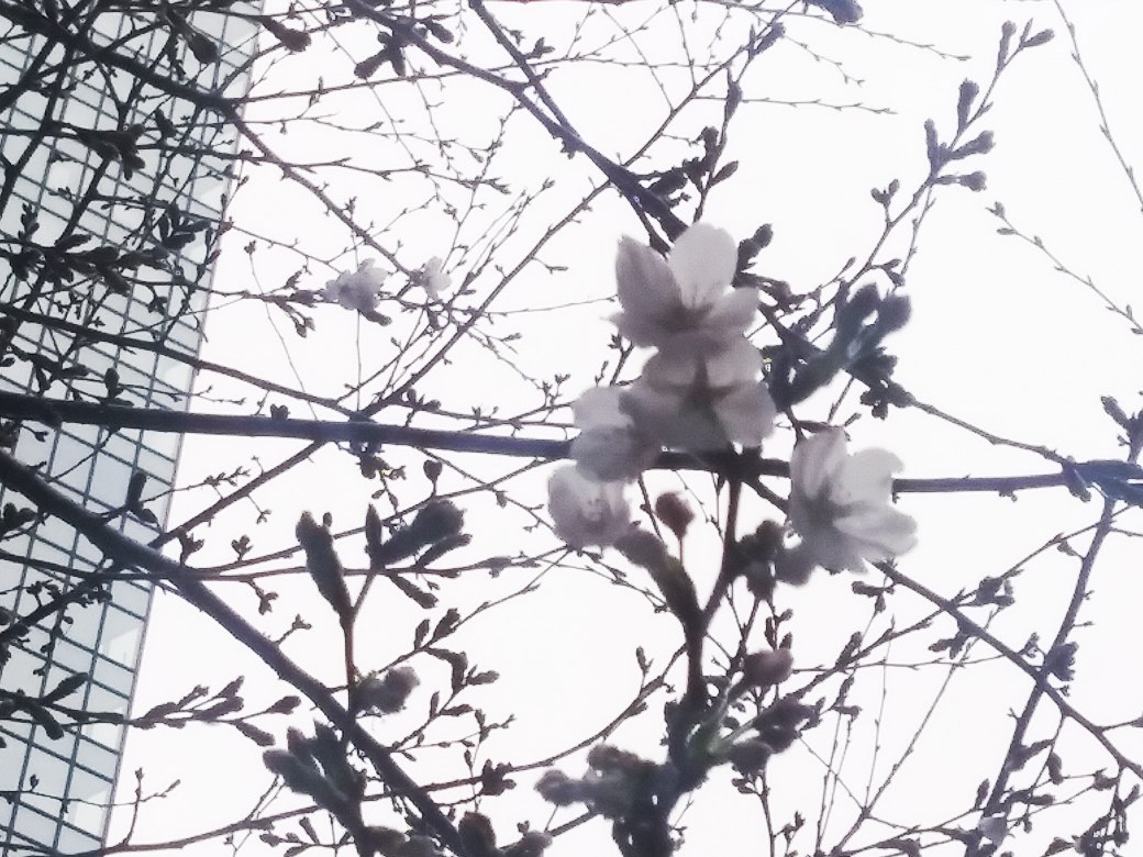 20226/3/19新宿某所の桜