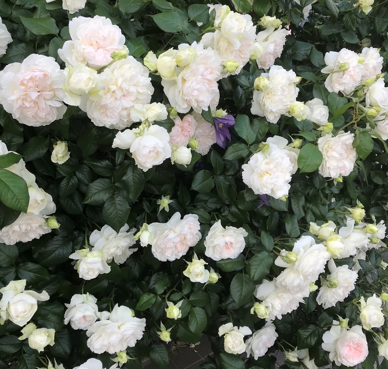 f:id:myautin:20220219142945j:plain