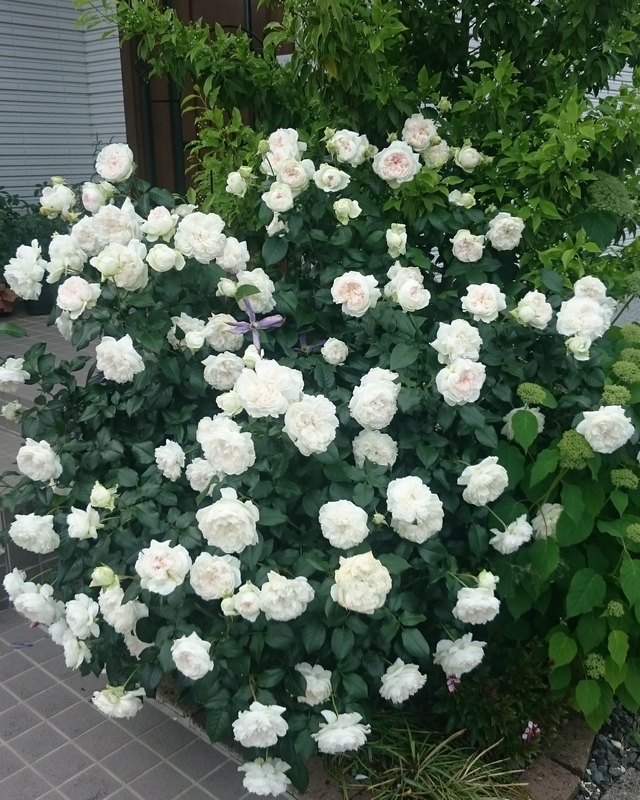 ボレロ 大苗 8号鉢 バラ バラ「ボレロ」1年目からの株の成長