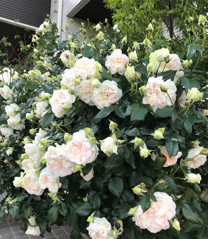 f:id:myautin:20220219214510j:plain