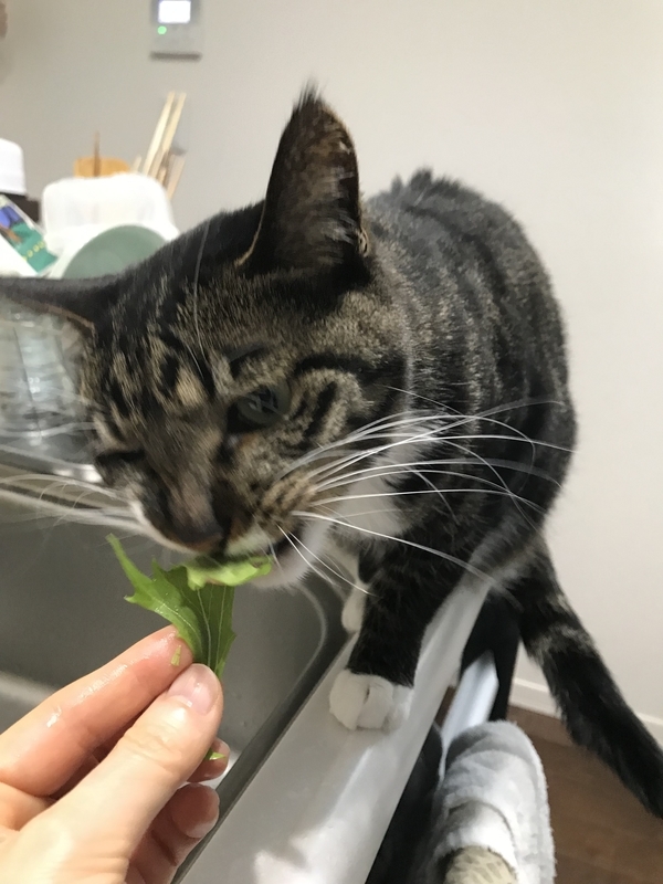 f:id:myautin:20220221212609j:plain