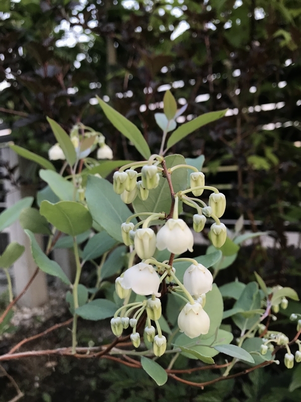 スズランノキとディアボロの開花 バラのつぼみがシャンデリアです ミャウティンと庭