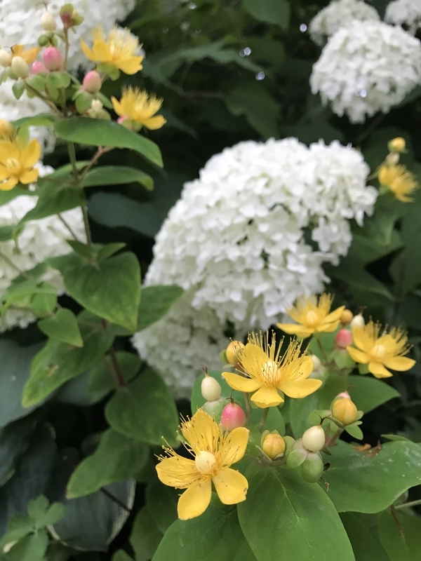 省スペースで花も実もカワイイ 矮性ヒペリカム マジカルビューティー と マジカルユニバース ミャウティンと庭
