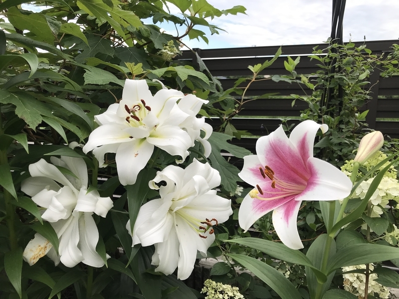 ダブルカサブランカと鉄砲ユリ 夏のバラ２番花たち ミャウティンと庭