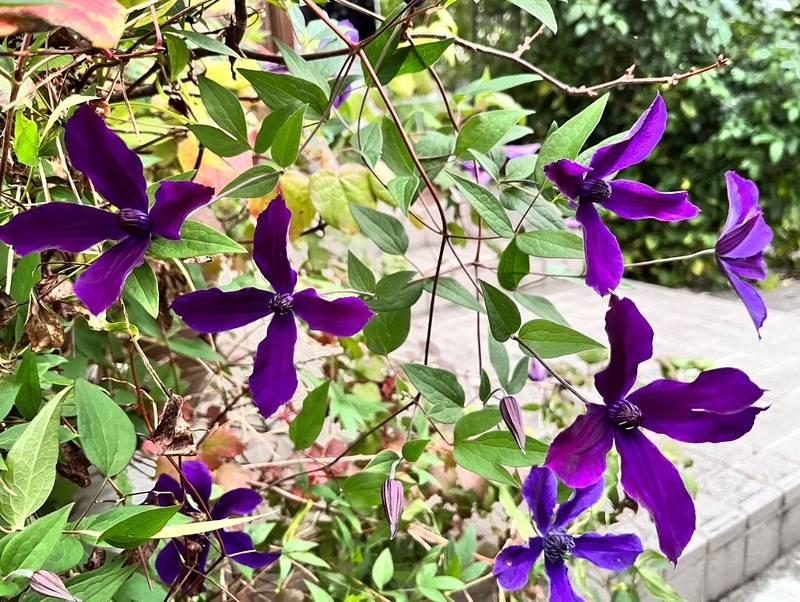 クレマチス アフロディーテ・エレガフミナ 約55㌢インテグリフォリア系 宅急便 クレマチス アフロディーテ・エレガフミナ 約55㌢インテグリフォリア系