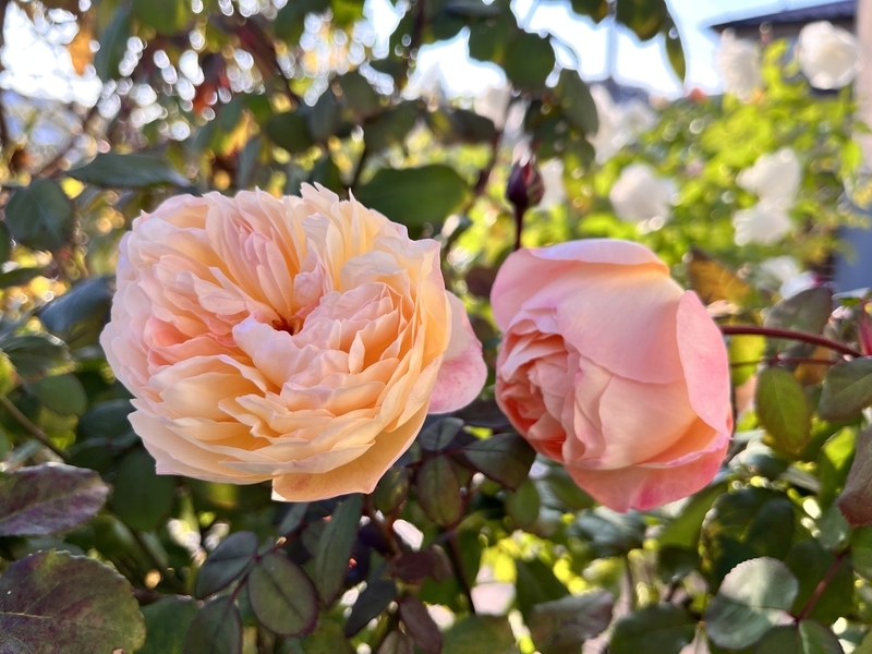 バラ レディエマハミルトン　正規品ラベル付き レディ・エマ・ハミルトン裸苗 - Lady Emma Hamilton (Ausbrother