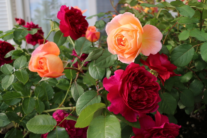 育てやすい人気のイングリッシュローズ「レディエマハミルトン」の一年