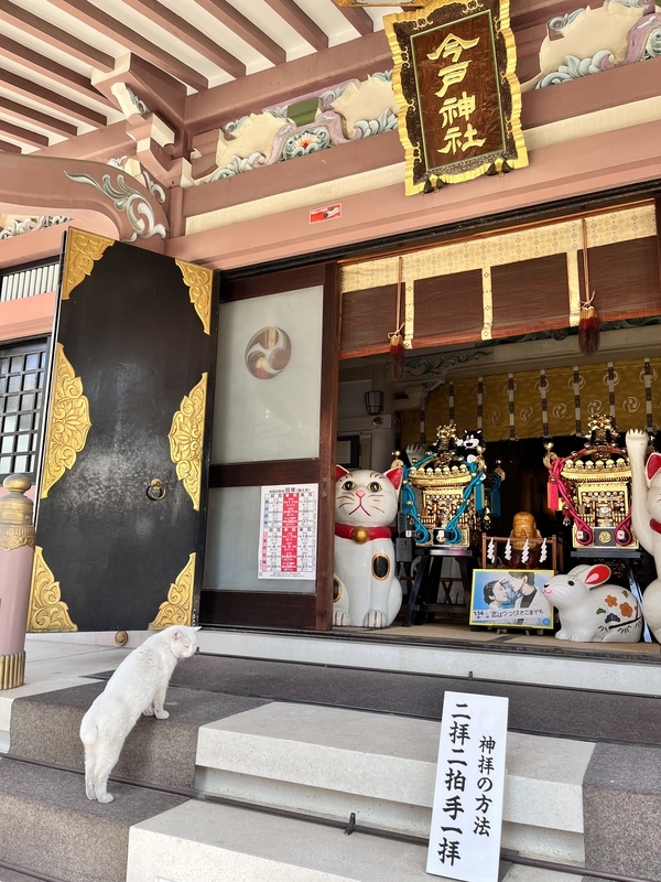 浅草さんぽ】今戸神社で幸運のリアル猫神様に出会う