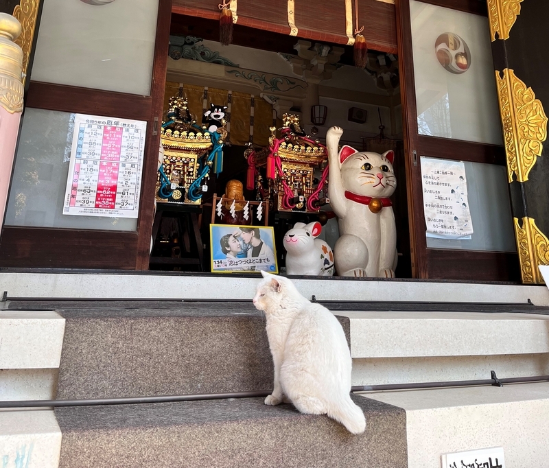 浅草さんぽ】今戸神社で幸運のリアル猫神様に出会う