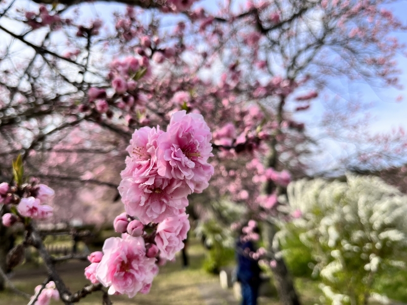 シダレザクラの花見と期待のクレマチス - ミャウティンと庭