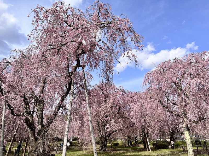 シダレザクラの花見と期待のクレマチス - ミャウティンと庭