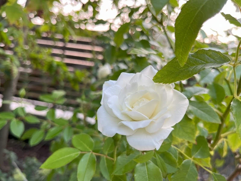 7月のバラ二番花、見ごたえがあった品種は - ミャウティンと庭