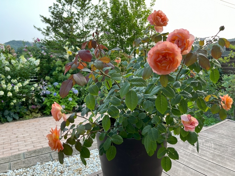 7月のバラ二番花、見ごたえがあった品種は - ミャウティンと庭