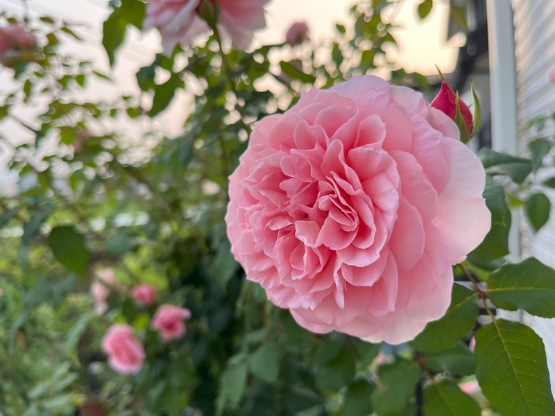 7月のバラ二番花、見ごたえがあった品種は - ミャウティンと庭