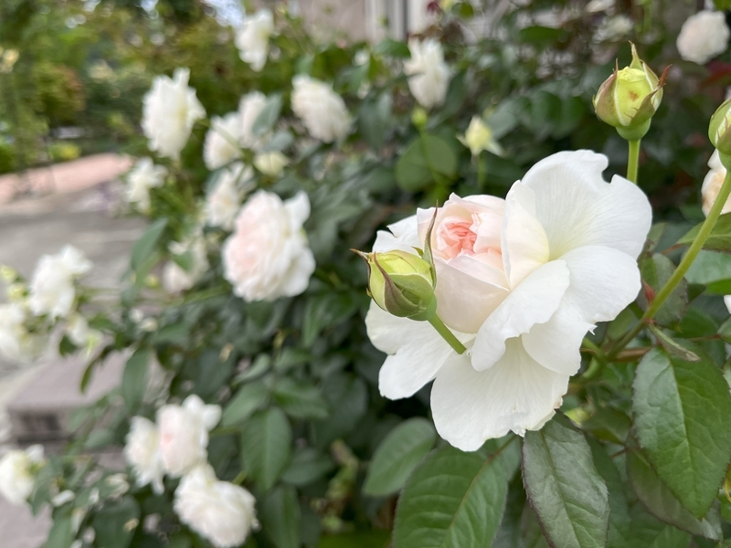 7月のバラ二番花、見ごたえがあった品種は - ミャウティンと庭
