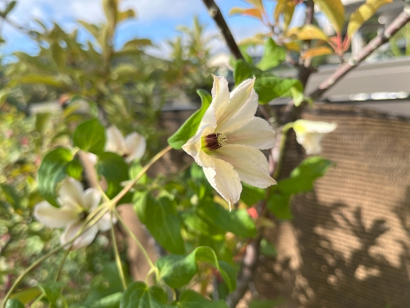 秋の返り咲きも見ごたえ抜群な白系クレマチス「ミクラ