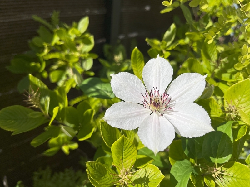 秋の返り咲きも見ごたえ抜群な白系クレマチス「ミクラ