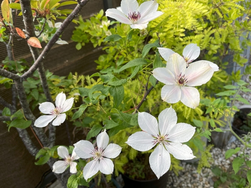 秋の返り咲きも見ごたえ抜群な白系クレマチス「ミクラ