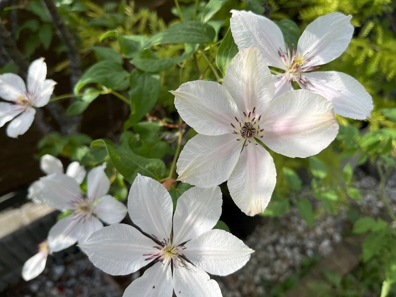 秋の返り咲きも見ごたえ抜群な白系クレマチス「ミクラ 秋の返り咲きも見ごたえ抜群な白系クレマチス「ミクラ