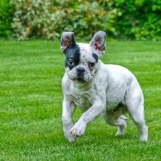 フレンチブルドッグが物を噛む理由とは 仔犬の時期にしつけが重要 動物との暮らし方 犬猫から爬虫類まで フレンチブルドッグが物を噛む理由とは 仔犬の時期にしつけが重要 動物との暮らし方 犬猫から爬虫類まで