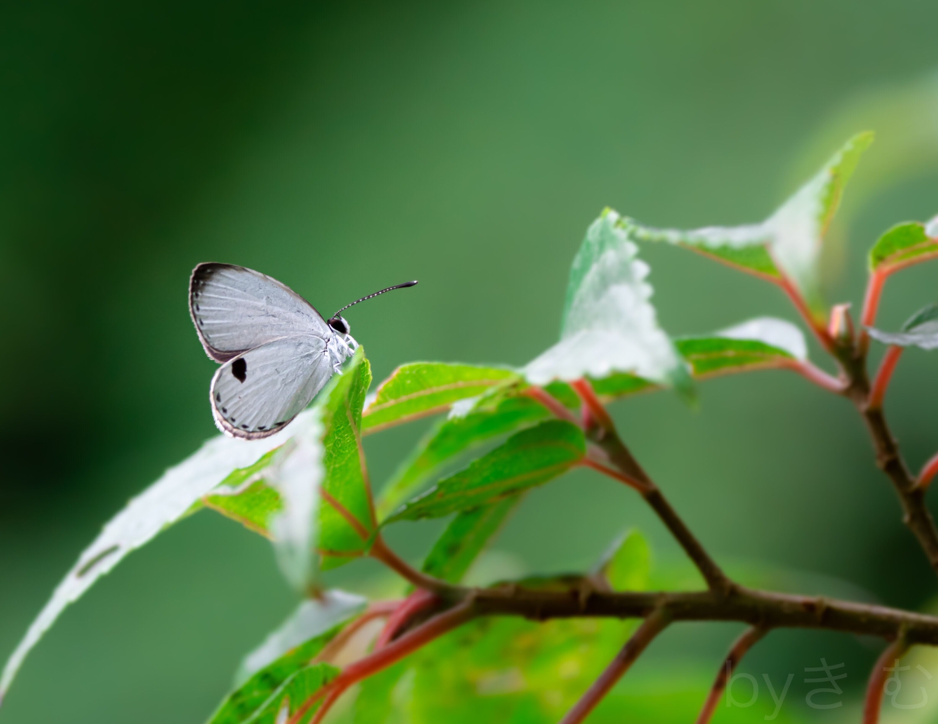 f:id:mybutterflytrip:20200310163543j:image f:id:mybutterflytrip:20200310163543j:image