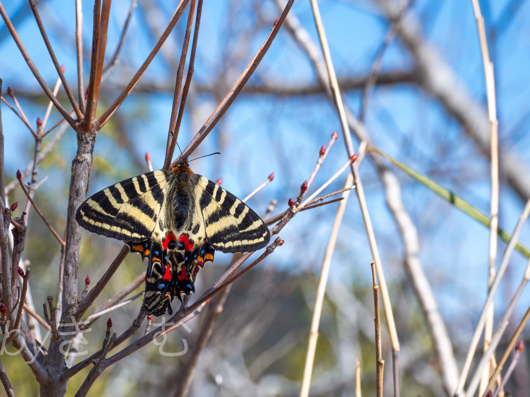f:id:mybutterflytrip:20200314182102j:image