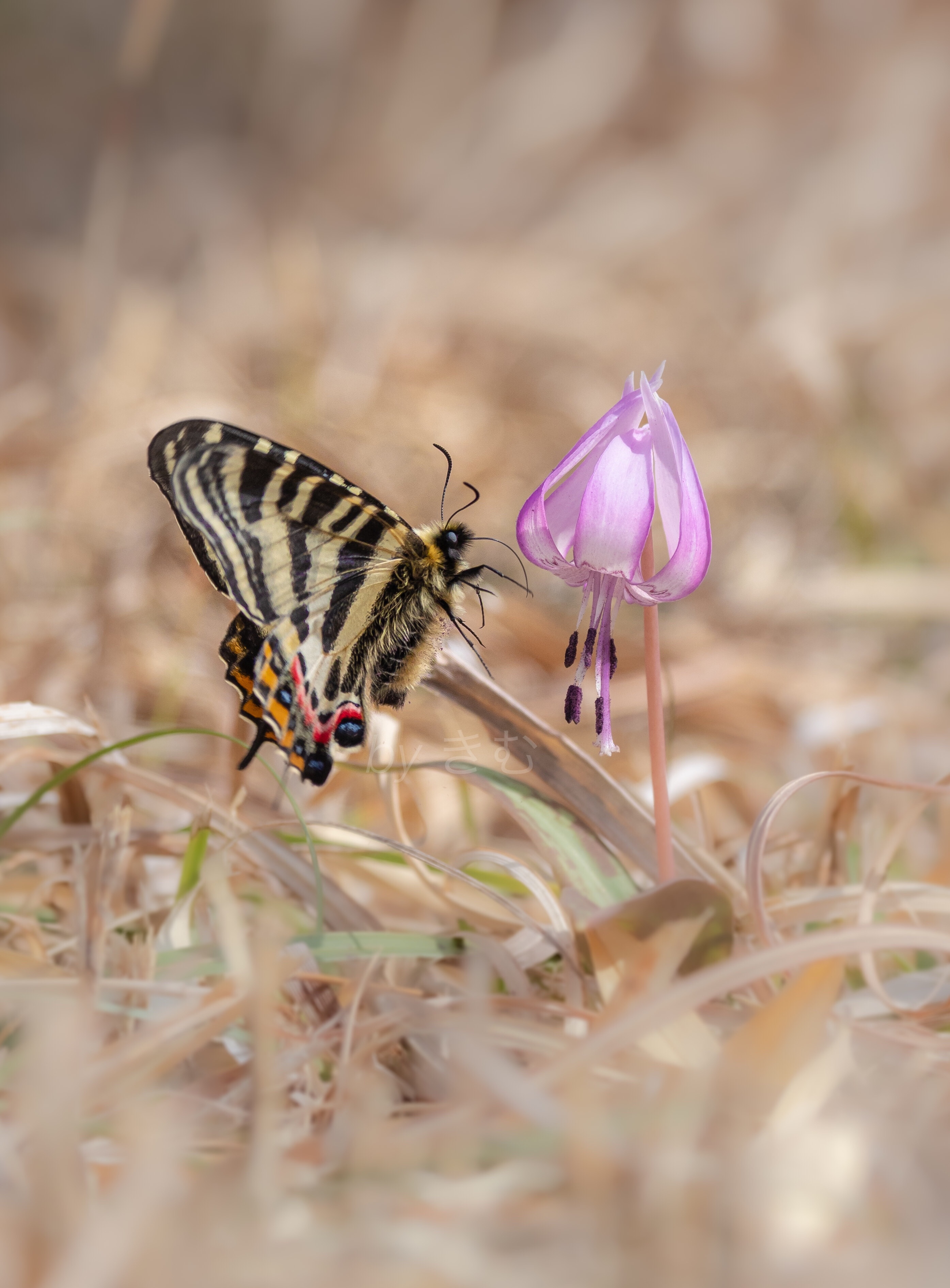 f:id:mybutterflytrip:20200324160507j:image f:id:mybutterflytrip:20200324160507j:image