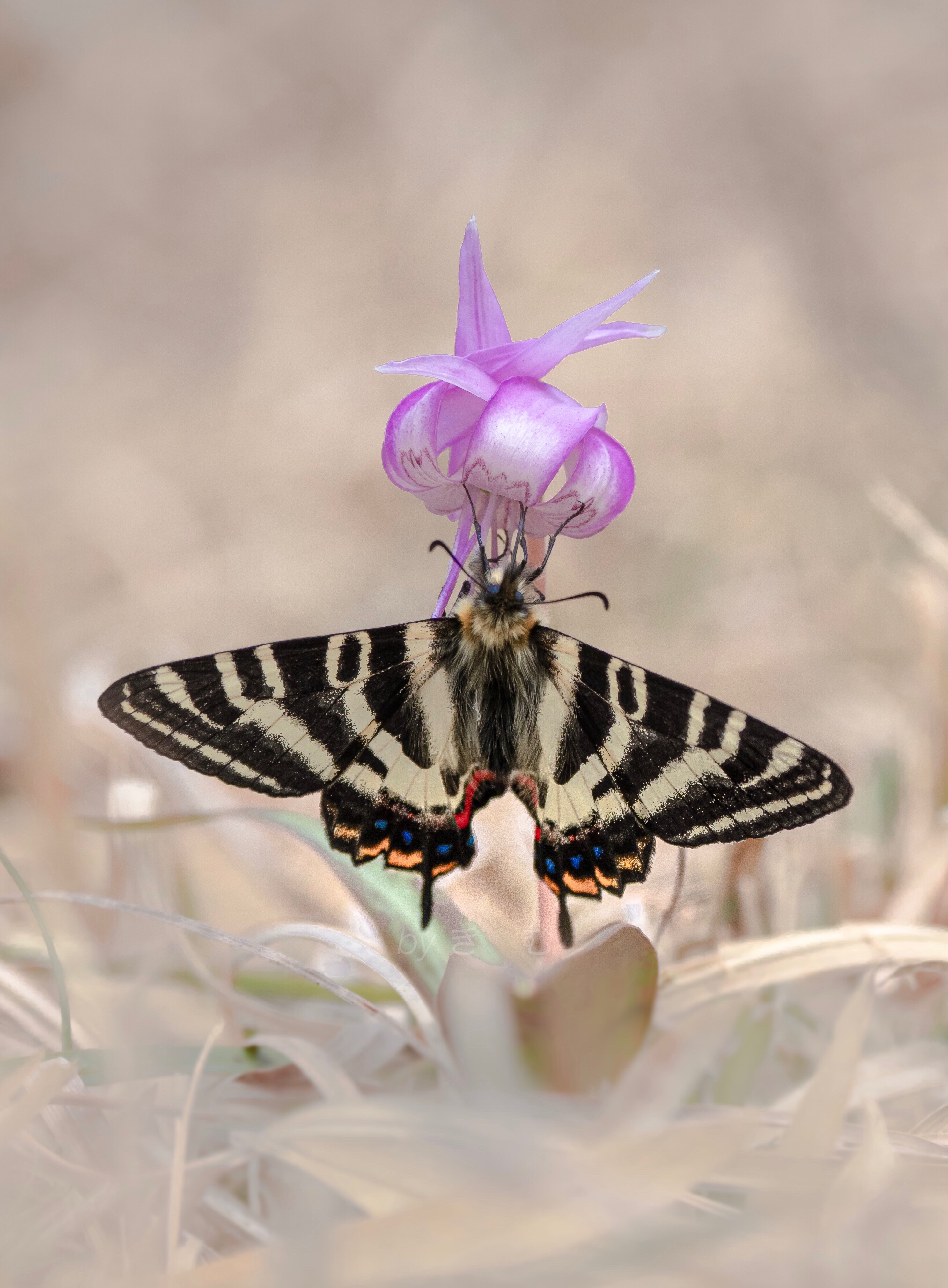f:id:mybutterflytrip:20200324164557j:image f:id:mybutterflytrip:20200324164557j:image