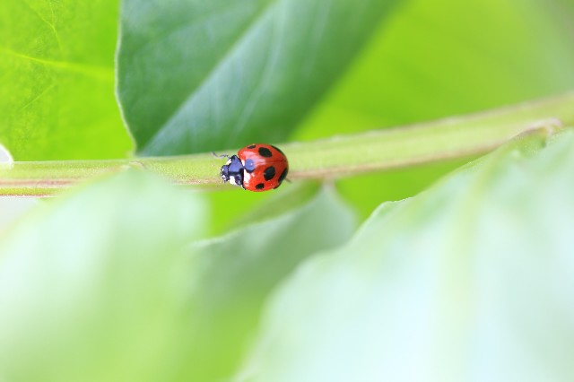 f:id:mycla8:20190325112011j:plain